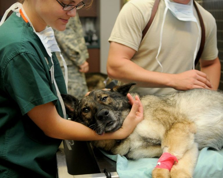 Blutgruppen und Blutspenden bei Hunden Tierbedarf Bieker