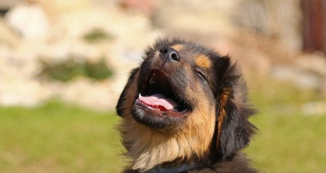 Effektive und sichere Einzäunung des Gartenbereichs bei Hundehaltung